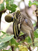 Lesser Masked Weaver