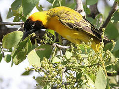 Lesser Masked Weaver