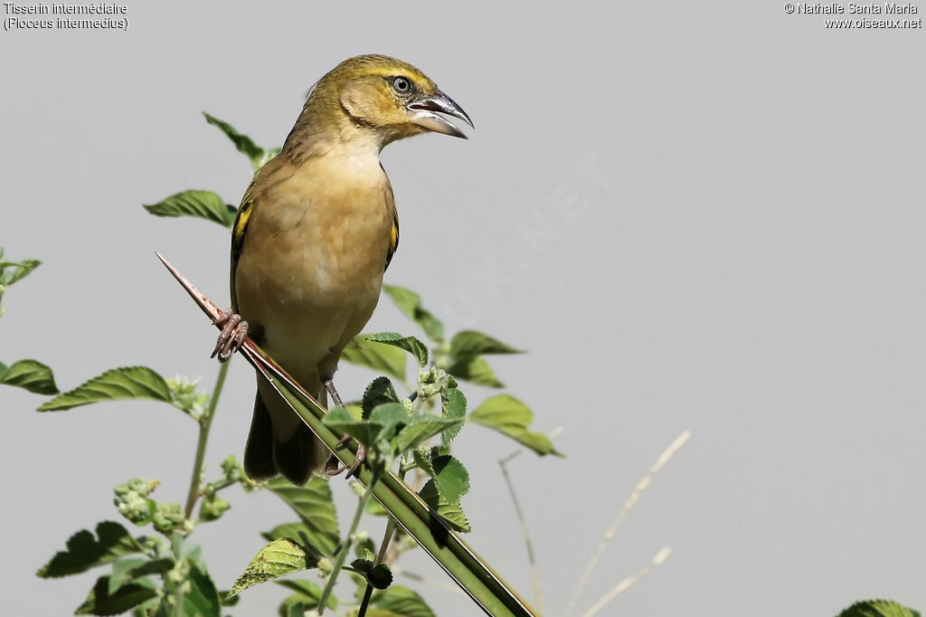 Lesser Masked Weaver female adult, identification, habitat