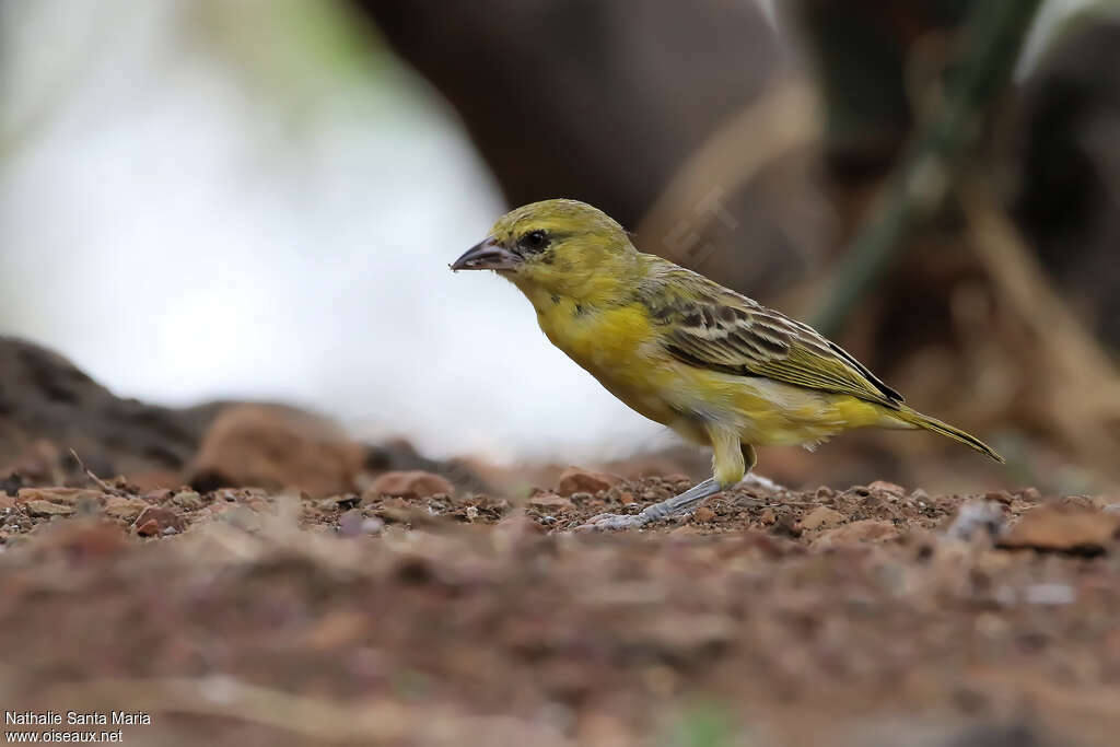 Tisserin minule mâle 1ère année, identification