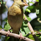 Tisserin minule