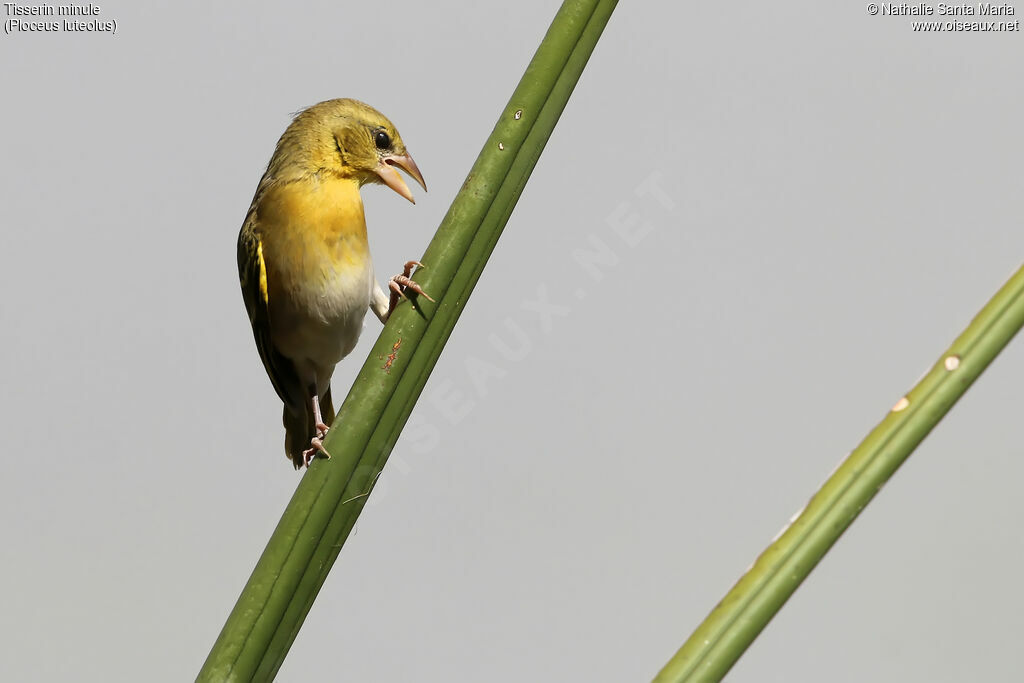 Tisserin minule femelle, identification, habitat