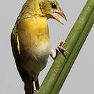 Tisserin minule