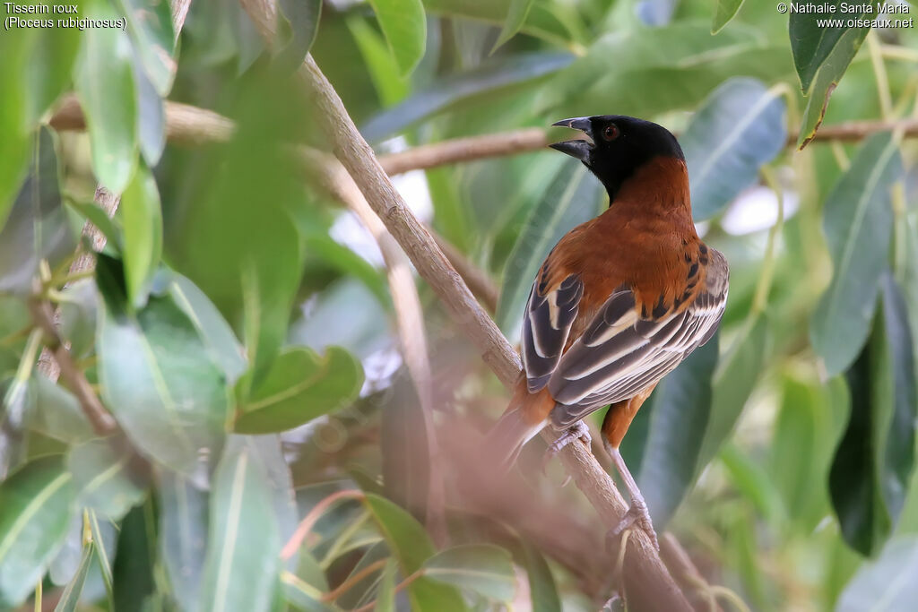 Chestnut Weaver male adult breeding, identification, habitat