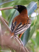 Chestnut Weaver