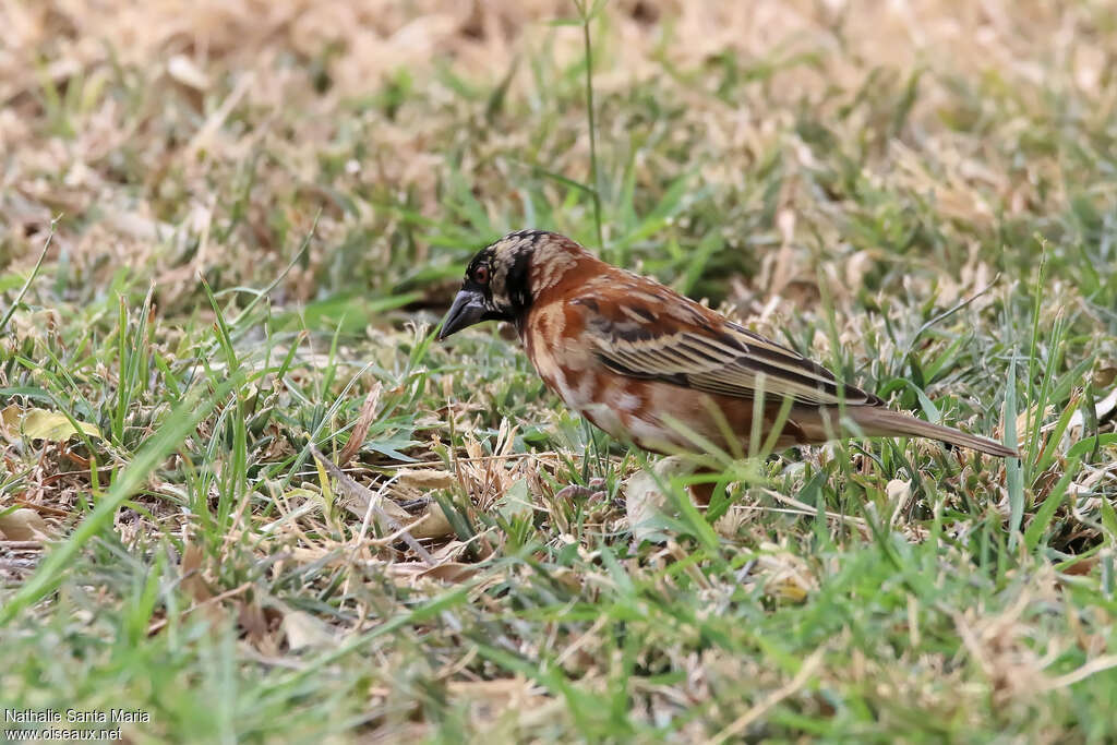 Tisserin roux mâle adulte transition, identification