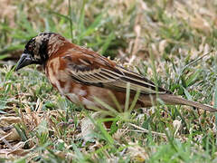 Chestnut Weaver