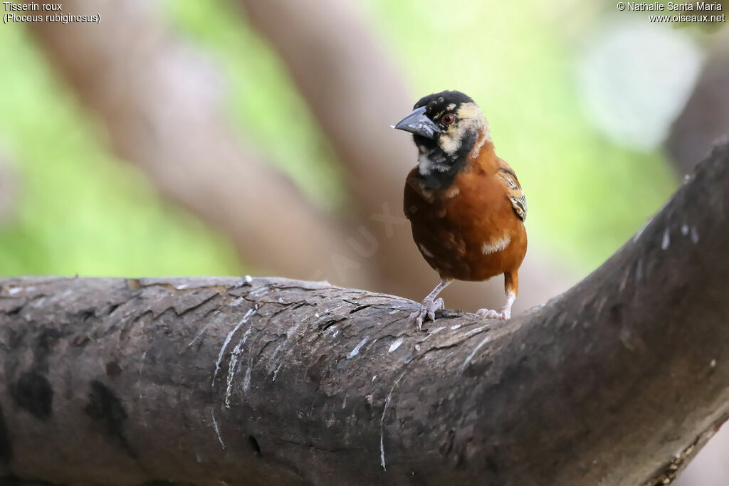 Chestnut Weaver male transition, identification