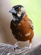 Chestnut Weaver