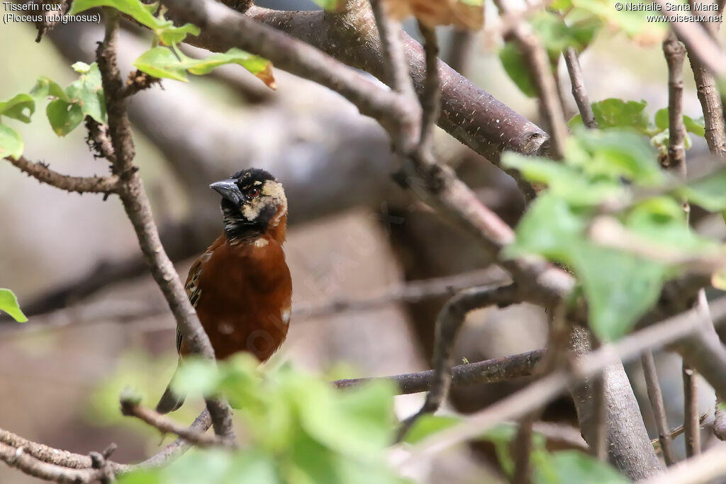 Chestnut Weaver male transition, identification, habitat