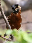 Chestnut Weaver