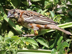 Chestnut Weaver