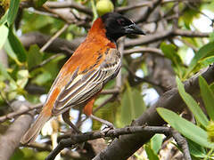 Chestnut Weaver