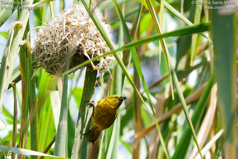 Holub's Golden Weaver male adult, identification, habitat, Reproduction-nesting