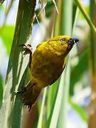 Holub's Golden Weaver