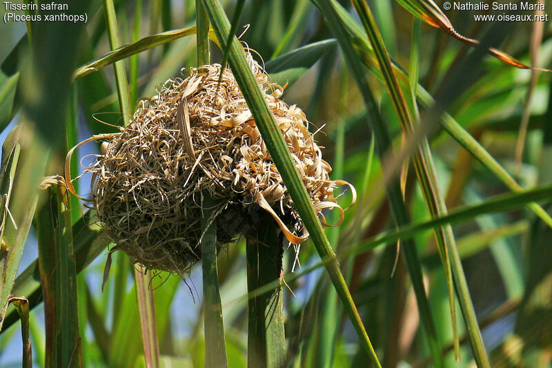 Holub's Golden Weaver, habitat
