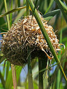 Holub's Golden Weaver