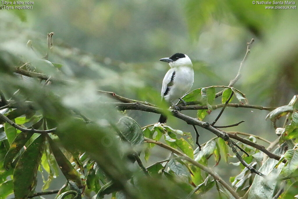 Black-crowned Tityra male adult, identification