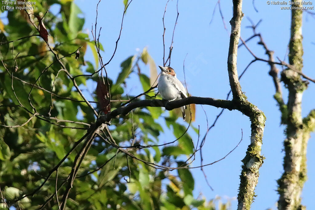 Black-crowned Tityrajuvenile