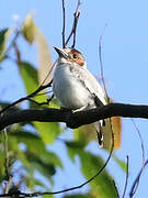 Black-crowned Tityra