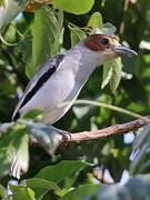 Black-crowned Tityra