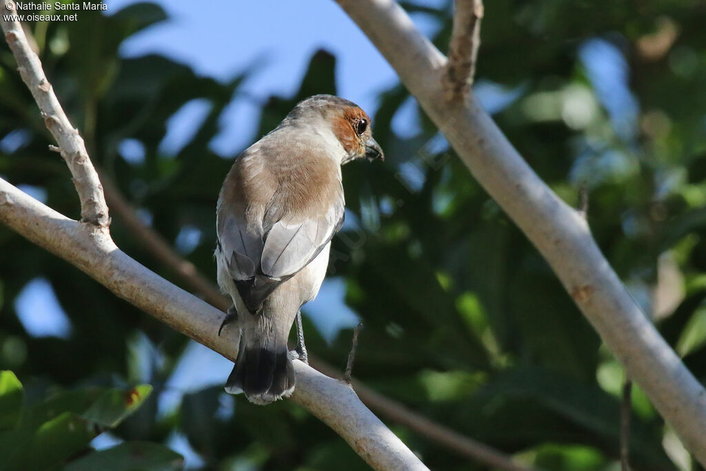 Black-crowned Tityra female adult, identification