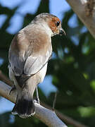 Black-crowned Tityra