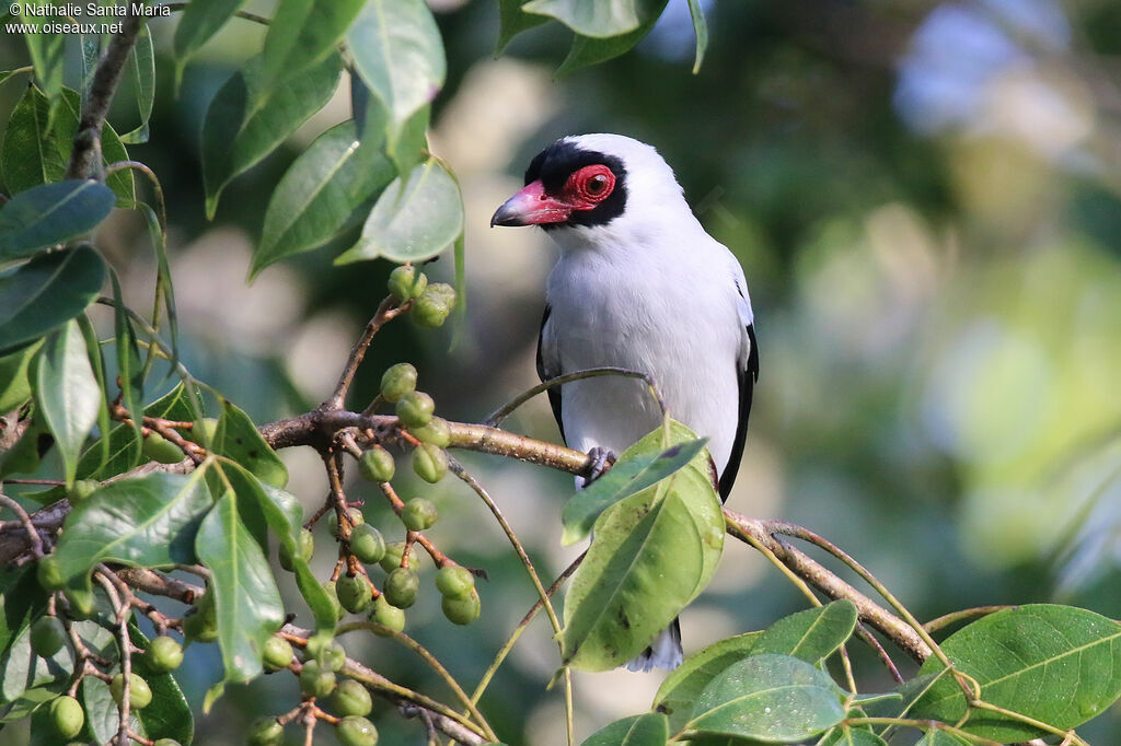 Masked Tityra male adult, identification