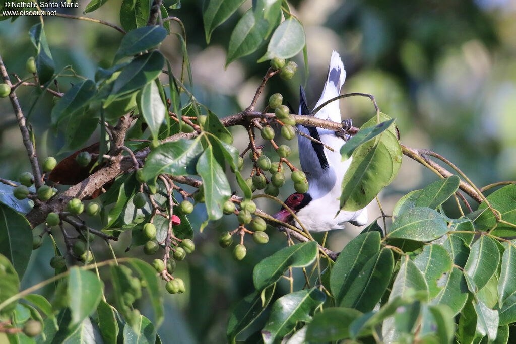 Masked Tityra male adult, identification, feeding habits