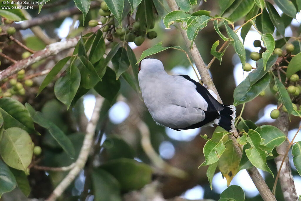 Masked Tityra male adult, identification