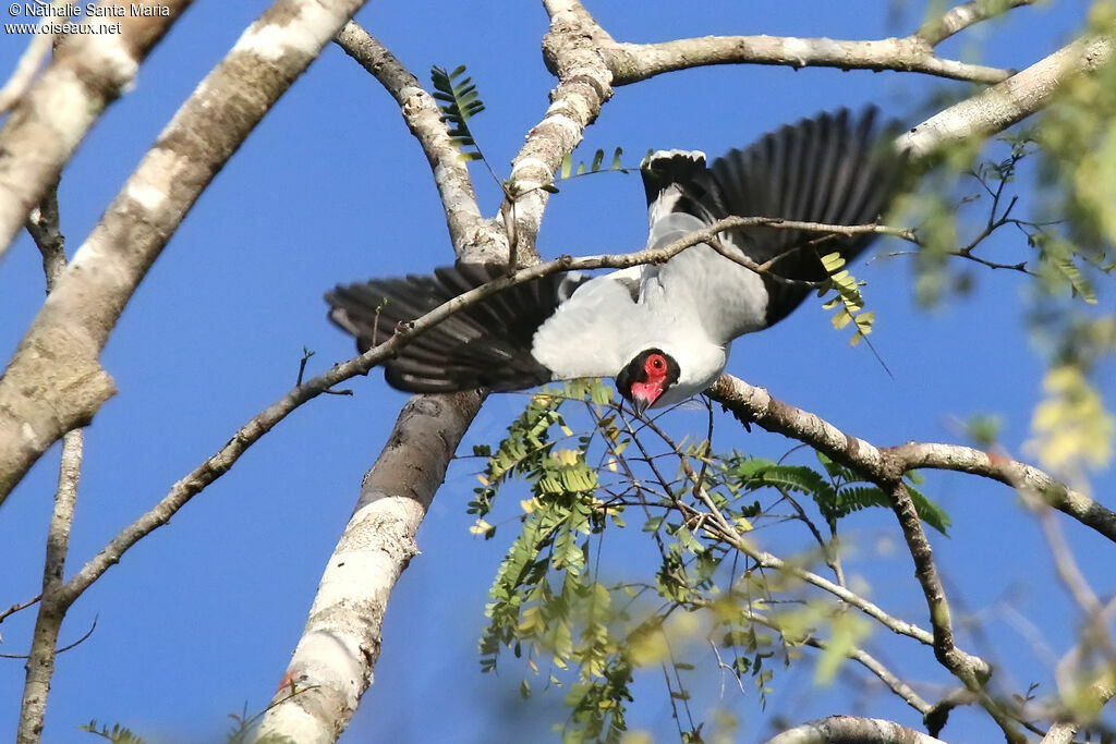 Masked Tityra male adult, identification