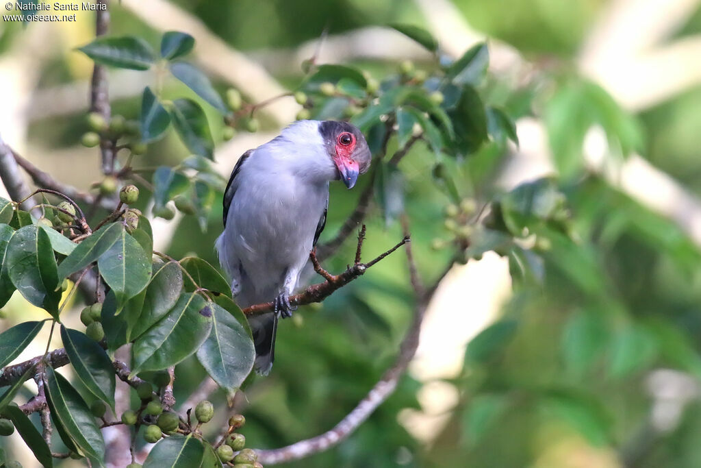 Masked Tityra female adult, identification