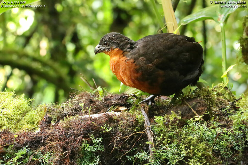 Tocro à dos noiradulte, identification