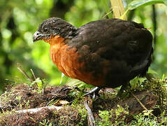 Dark-backed Wood Quail