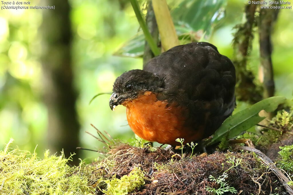 Dark-backed Wood Quailadult, identification