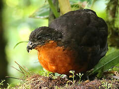 Dark-backed Wood Quail