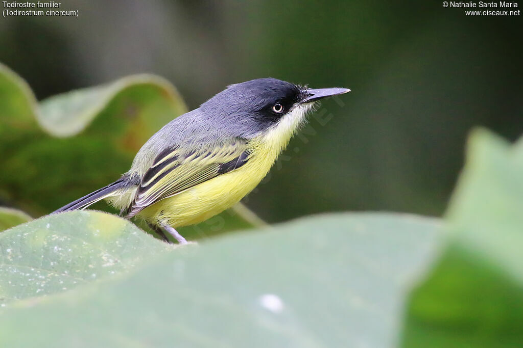 Todirostre familieradulte, identification