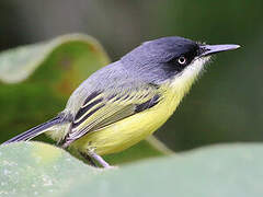 Common Tody-Flycatcher