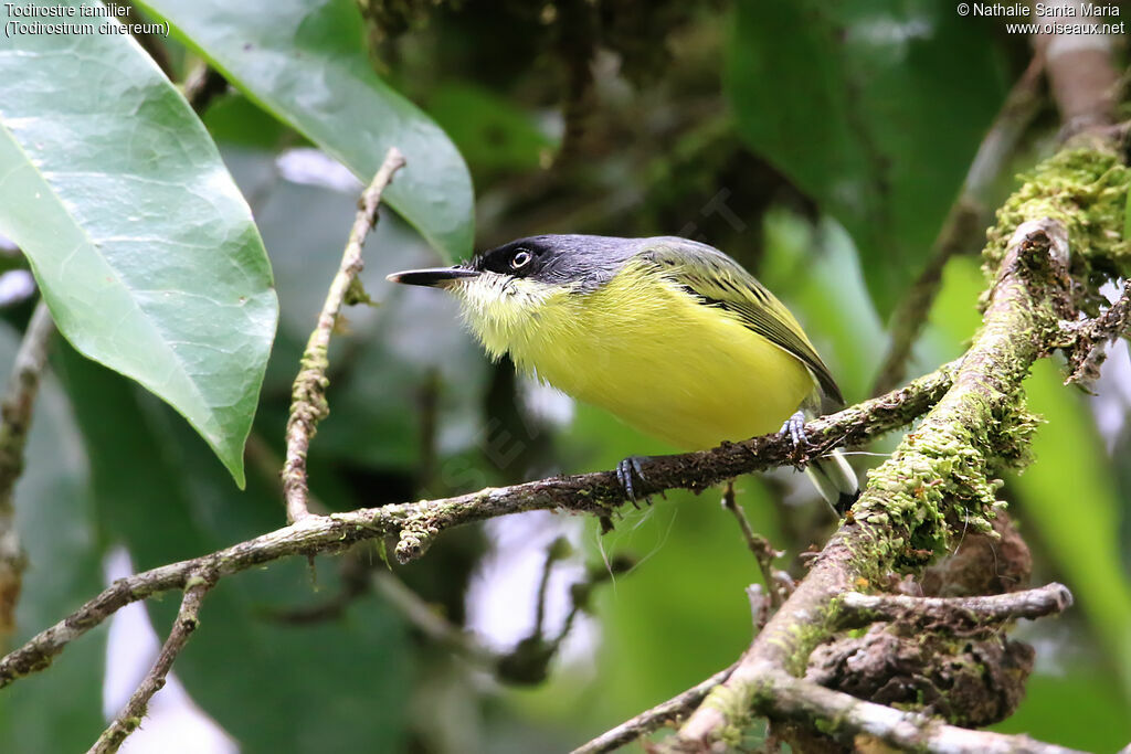 Common Tody-Flycatcheradult, identification, fishing/hunting