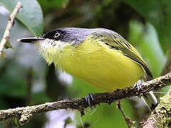 Common Tody-Flycatcher