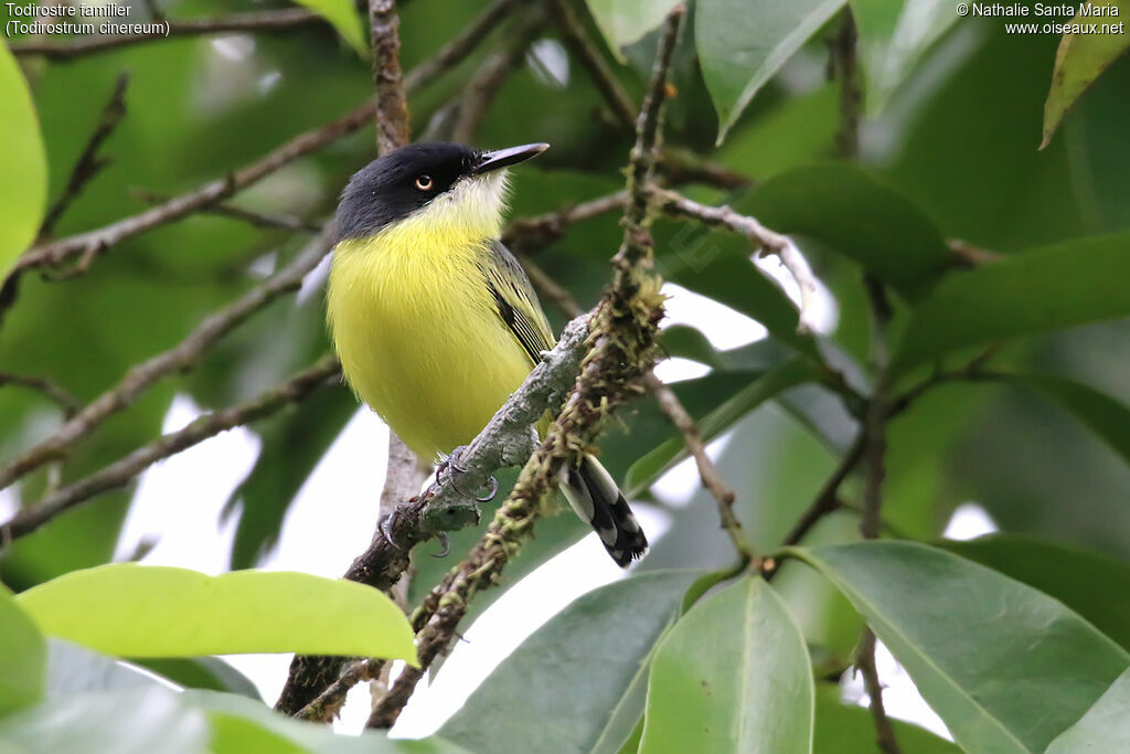 Todirostre familieradulte, identification