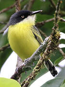 Common Tody-Flycatcher