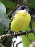 Common Tody-Flycatcher