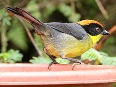 Yellow-breasted Brushfinch