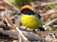 Yellow-breasted Brushfinch