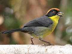 Yellow-breasted Brushfinch