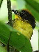 Yellow-breasted Brushfinch