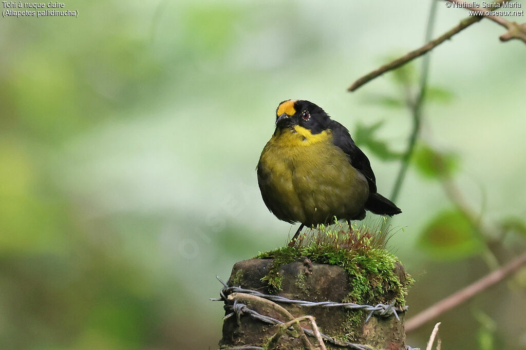 Tohi à nuque claireadulte, identification