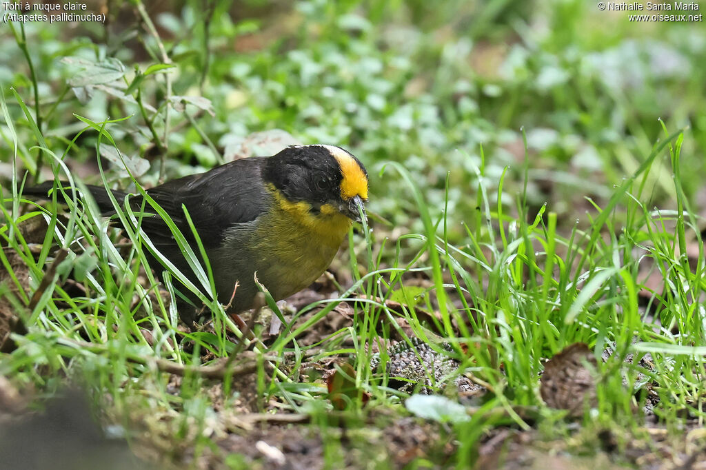 Tohi à nuque claireadulte, identification, mange