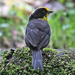 Tohi à nuque claire